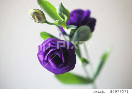 トルコキキョウ　濃紫色の花 86977571