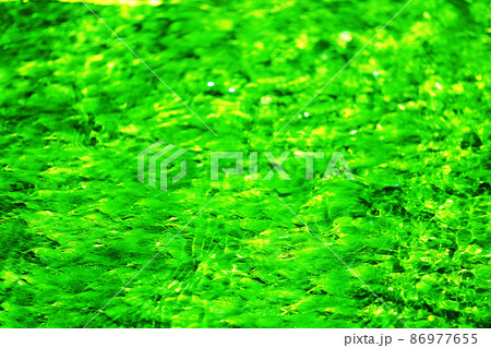 水草 バイガモ 水草 バイガモ 86977655