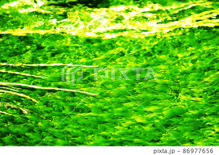 水草　バイガモ 86977656