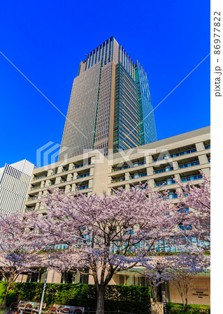 東京都 港区赤坂 東京ミッドタウンと満開の桜 東京都 港区赤坂 東京ミッドタウンと満開の桜 86977822