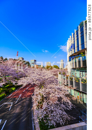 東京都 港区赤坂 東京ミッドタウンと満開の桜 東京都 港区赤坂 東京ミッドタウンと満開の桜 86977828
