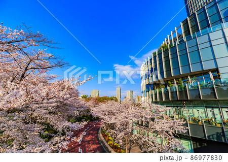 東京都 港区赤坂 東京ミッドタウンと満開の桜 東京都 港区赤坂 東京ミッドタウンと満開の桜 86977830