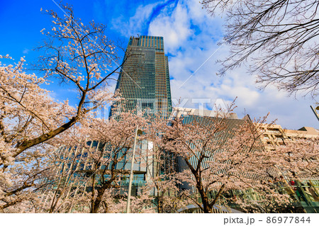 東京都 港区赤坂 東京ミッドタウンと満開の桜 東京都 港区赤坂 東京ミッドタウンと満開の桜 86977844