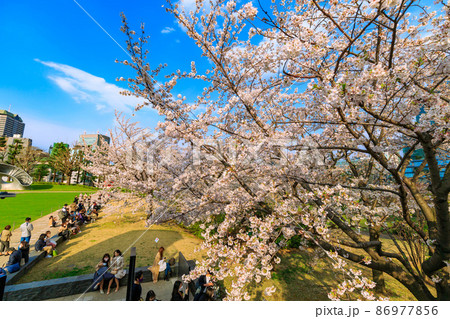 東京都　港区赤坂　檜町公園に咲く満開の桜 86977856