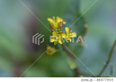 日本全国の道端や空き地で一年中見入ることが出来る多年草のイヌガラシ 86977954