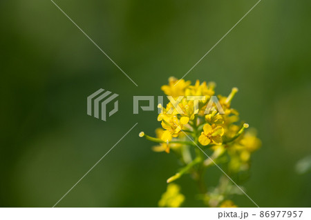 日本全国の道端や空き地で一年中見入ることが出来る多年草のイヌガラシ 86977957