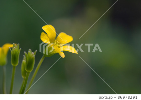 幸運の四つ葉のクローバーと間違われる　カタバミ 86978291