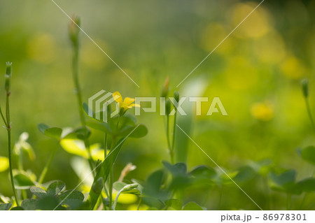 幸運の四つ葉のクローバーと間違われる カタバミ 幸運の四つ葉のクローバーと間違われる カタバミ 86978301