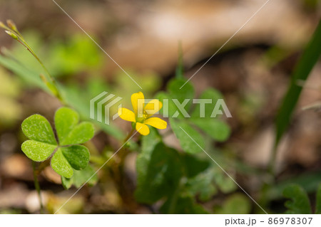 幸運の四つ葉のクローバーと間違われる　カタバミ 86978307