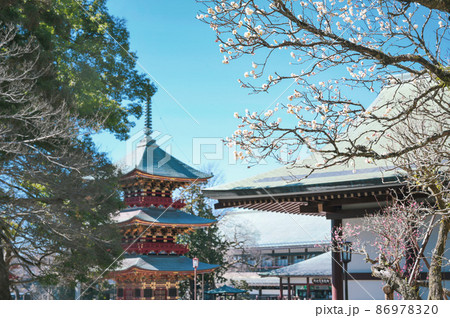 梅が咲く成田山新勝寺の境内 86978320