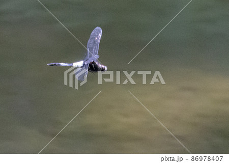 黒に白くて太い帯が目立つコシアキトンボ 86978407