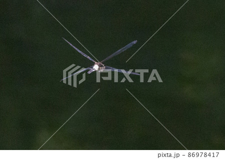 黒に白くて太い帯が目立つコシアキトンボ 黒に白くて太い帯が目立つコシアキトンボ 86978417