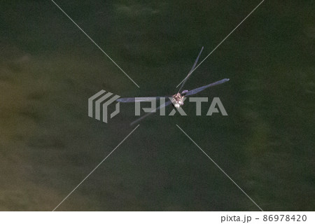 黒に白くて太い帯が目立つコシアキトンボ 86978420