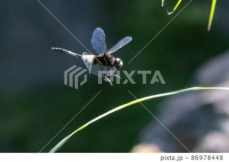 黒に白くて太い帯が目立つコシアキトンボ 86978448