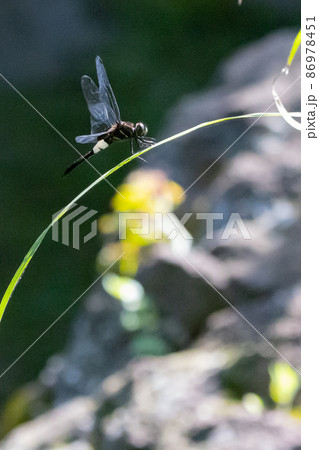 黒に白くて太い帯が目立つコシアキトンボ 黒に白くて太い帯が目立つコシアキトンボ 86978451