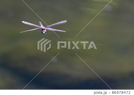 黒に白くて太い帯が目立つコシアキトンボ 86978472