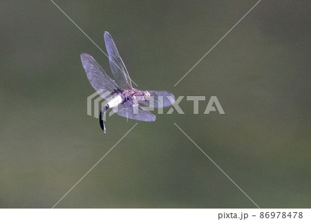 黒に白くて太い帯が目立つコシアキトンボ 86978478