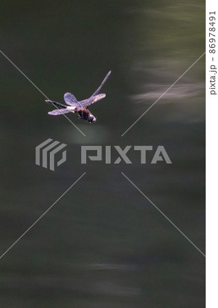 黒に白くて太い帯が目立つコシアキトンボ 86978491