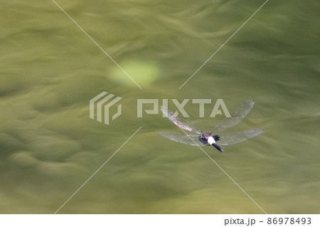 黒に白くて太い帯が目立つコシアキトンボ 黒に白くて太い帯が目立つコシアキトンボ 86978493