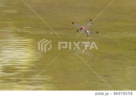 高山から学校のプールまで広く生息する赤とんぼの仲間コノシメトンボ 86978558