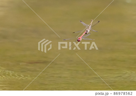 高山から学校のプールまで広く生息する赤とんぼの仲間コノシメトンボ 86978562