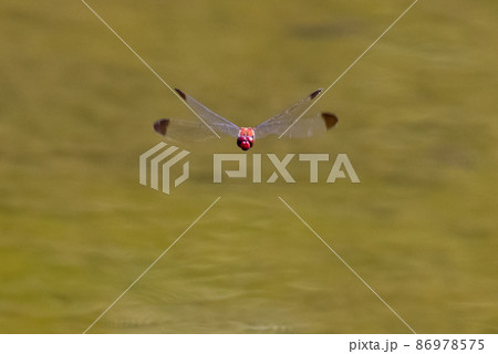 高山から学校のプールまで広く生息する赤とんぼの仲間コノシメトンボ 86978575