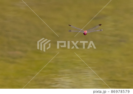 高山から学校のプールまで広く生息する赤とんぼの仲間コノシメトンボ 86978579
