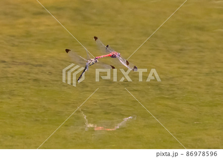 高山から学校のプールまで広く生息する赤とんぼの仲間コノシメトンボ 86978596