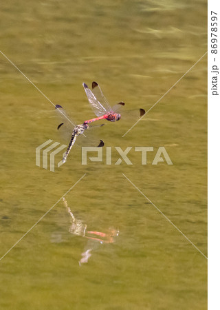 高山から学校のプールまで広く生息する赤とんぼの仲間コノシメトンボ 86978597
