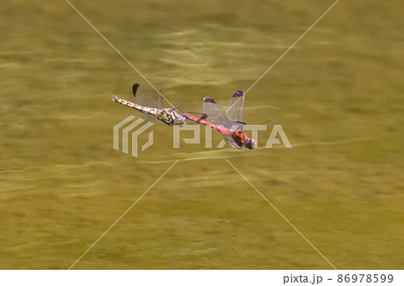 高山から学校のプールまで広く生息する赤とんぼの仲間コノシメトンボ 86978599