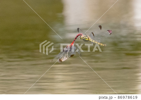 高山から学校のプールまで広く生息する赤とんぼの仲間コノシメトンボ 高山から学校のプールまで広く生息する赤とんぼの仲間コノシメトンボ 86978619
