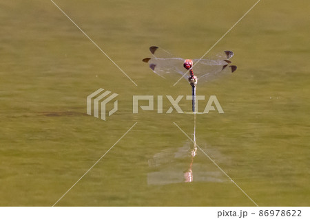 高山から学校のプールまで広く生息する赤とんぼの仲間コノシメトンボ 86978622