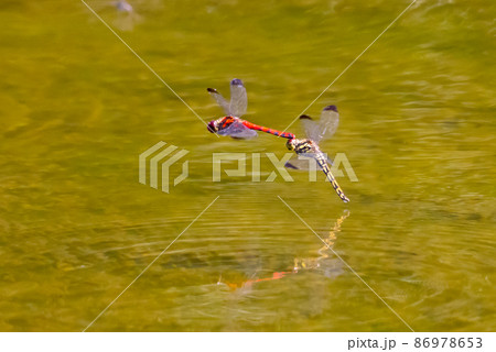 高山から学校のプールまで広く生息する赤とんぼの仲間コノシメトンボ 86978653