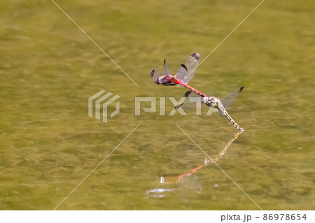 高山から学校のプールまで広く生息する赤とんぼの仲間コノシメトンボ 86978654