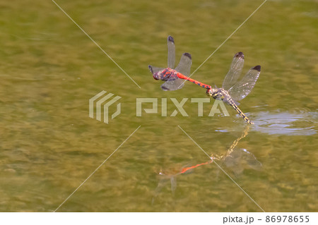 高山から学校のプールまで広く生息する赤とんぼの仲間コノシメトンボ 高山から学校のプールまで広く生息する赤とんぼの仲間コノシメトンボ 86978655