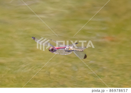 高山から学校のプールまで広く生息する赤とんぼの仲間コノシメトンボ 高山から学校のプールまで広く生息する赤とんぼの仲間コノシメトンボ 86978657