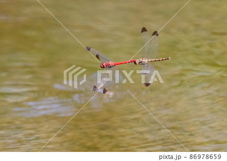 高山から学校のプールまで広く生息する赤とんぼの仲間コノシメトンボ 高山から学校のプールまで広く生息する赤とんぼの仲間コノシメトンボ 86978659