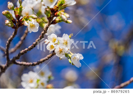 オオシマザクラ（大島桜）の花 86979265