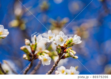 オオシマザクラ(大島桜)の花 オオシマザクラ(大島桜)の花 86979266