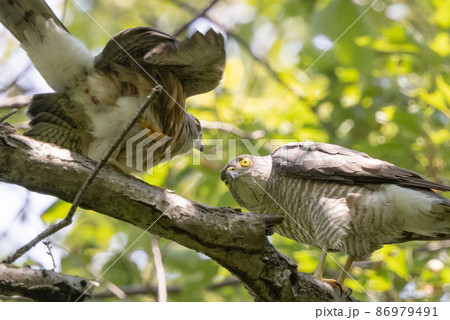 近年は都会にも進出する鷹狩りにも使われた小型の猛禽類 ツミ 近年は都会にも進出する鷹狩りにも使われた小型の猛禽類 ツミ 86979491
