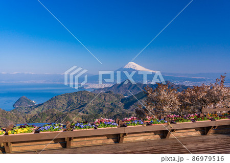 (静岡県)桜咲く、伊豆パノラマパークから望む富士山 (静岡県)桜咲く、伊豆パノラマパークから望む富士山 86979516