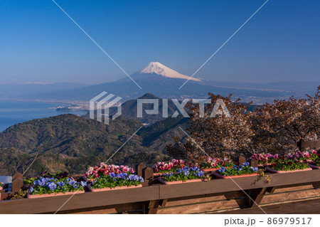 （静岡県）桜咲く、伊豆パノラマパークから望む富士山 86979517