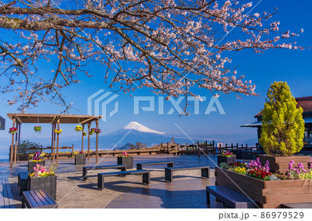 （静岡県）桜咲く、伊豆パノラマパークから望む富士山 86979529