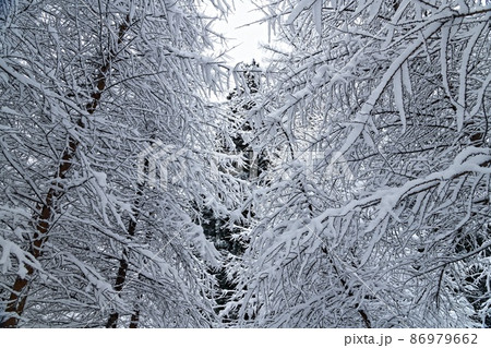 新雪の森-5 新雪の森-5 86979662