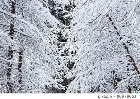 新雪の森-6 新雪の森-6 86979663