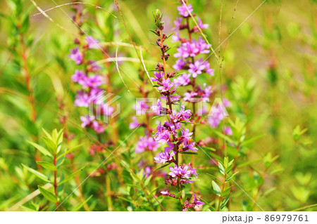 エゾミソハギ 86979761