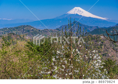 （静岡県）コブシ咲く、沼津アルプスと富士山 86979824