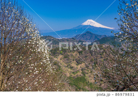 （静岡県）コブシ咲く、沼津アルプスと富士山 86979831