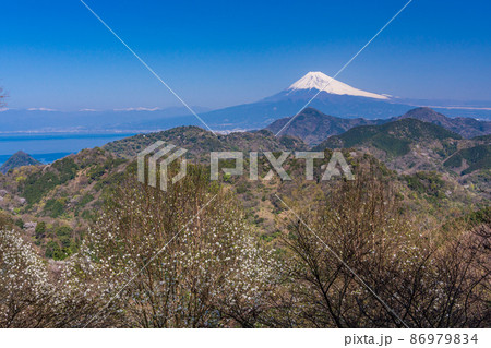 （静岡県）コブシ咲く、沼津アルプスと富士山 86979834
