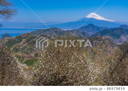 （静岡県）コブシ咲く、沼津アルプスと富士山 86979839